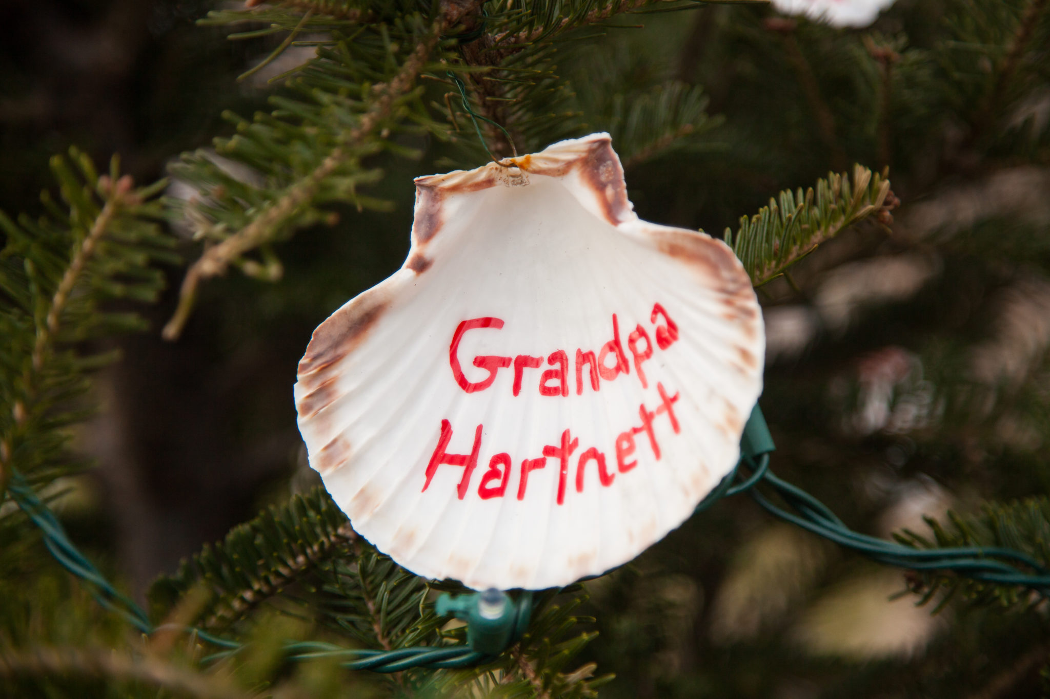 shell on pine tree with inscription saying, Grandpa Hartnett