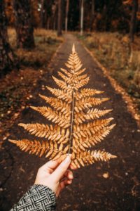 a hand holding up a dead fern with a path in the background