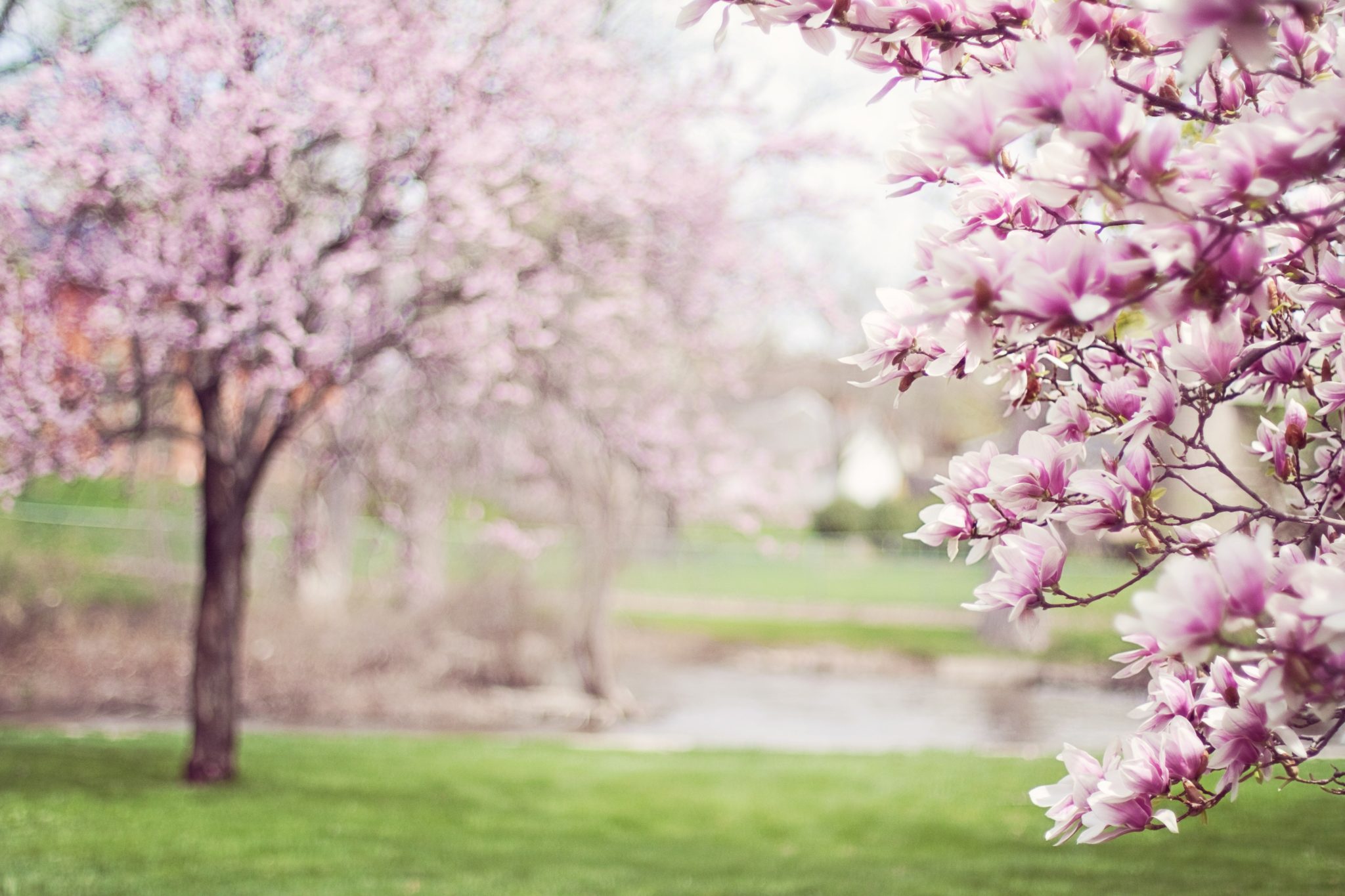 spring evening of hope & remembrance cherry blossums in bloom
