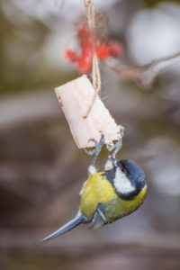 Bird hanging from feeder in the winter