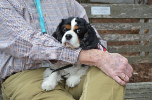King charles spaniel sits on lap of owner