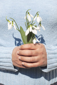 Snowdrops in hands on a sunny day