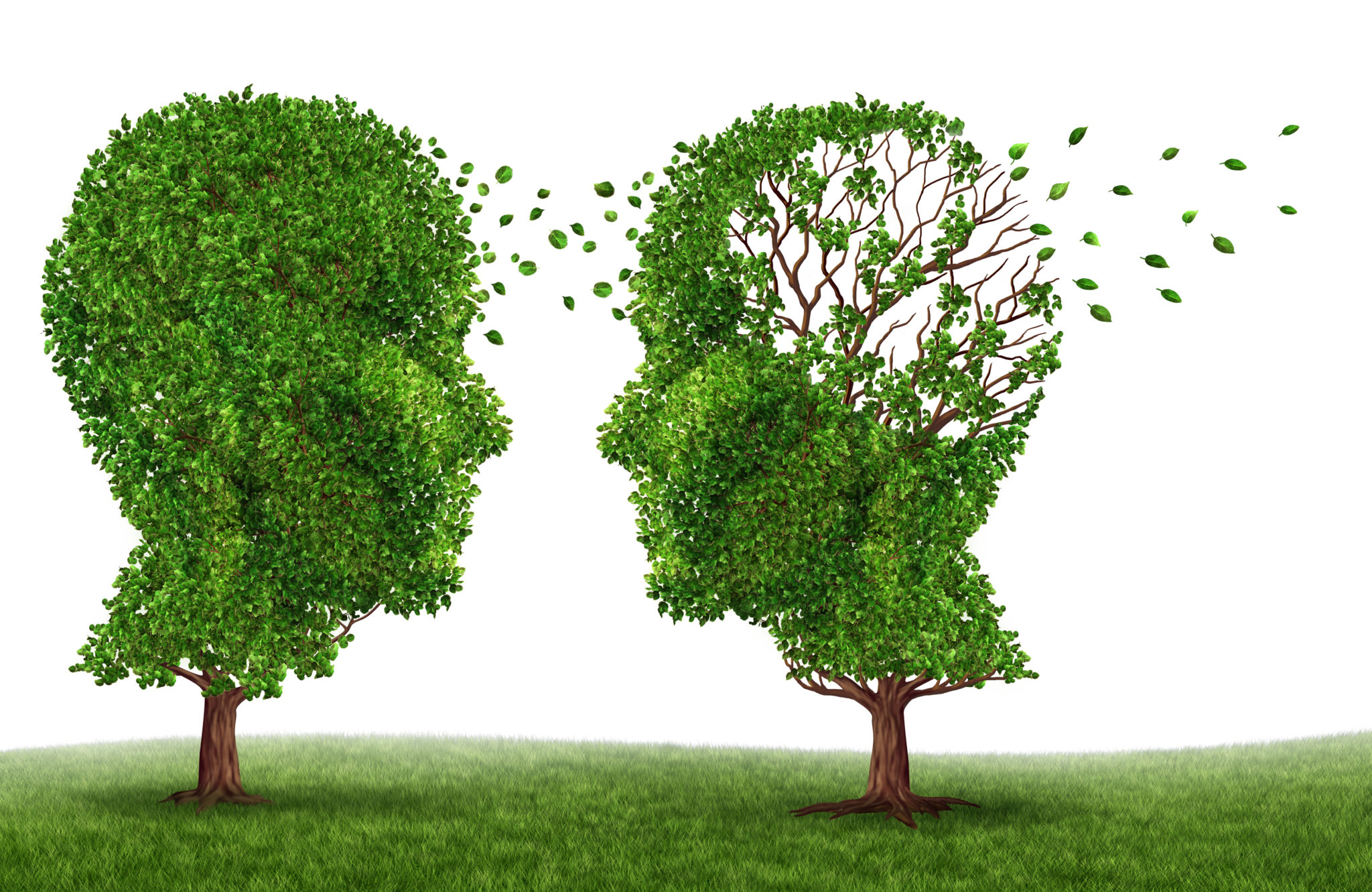 Living with a dementia patient and alzheimers disease with two trees in the shape of a human head and brain as a symbol of the stress and effects on loved ones and caregivers by the loss of memory and cognitive intelligence function.