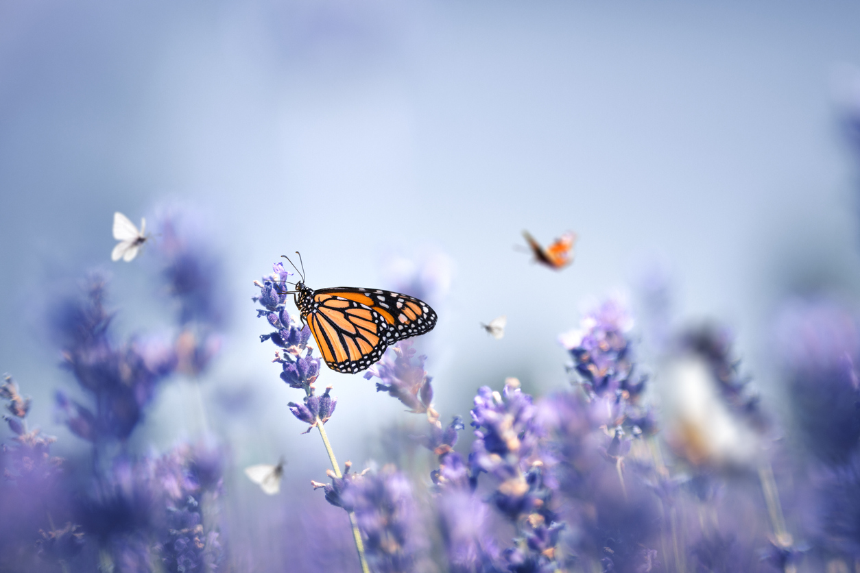 butterflies landing on purple flowers
