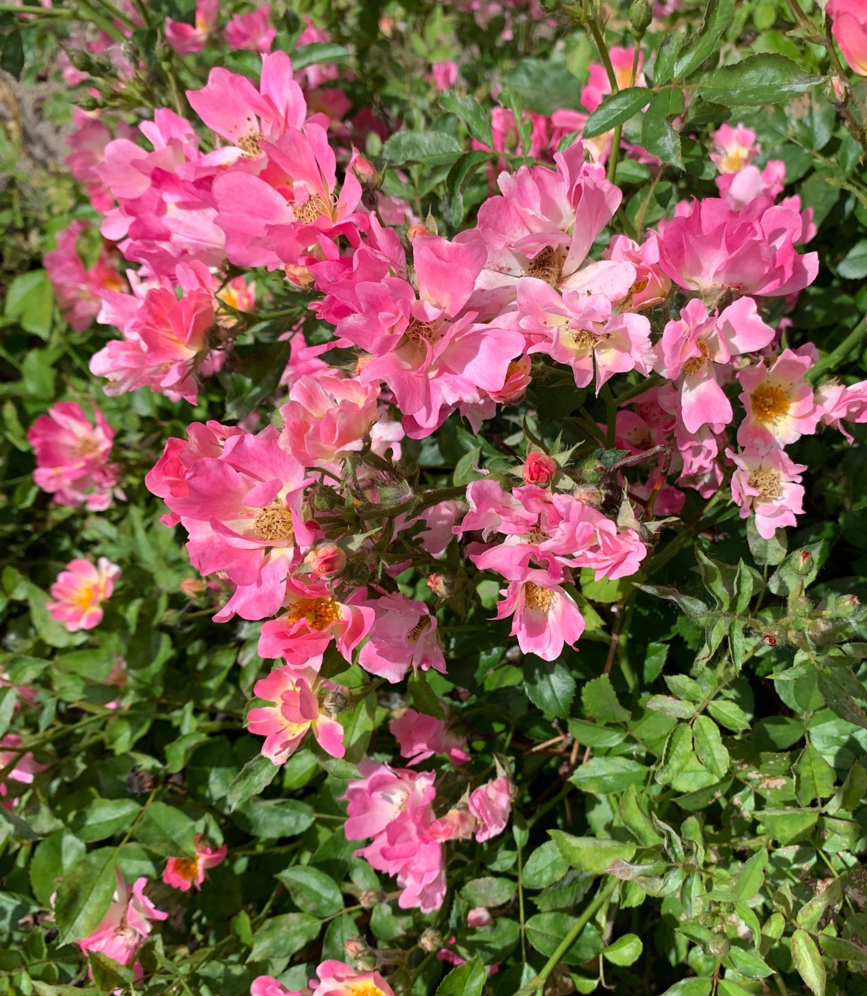 Pink flowers