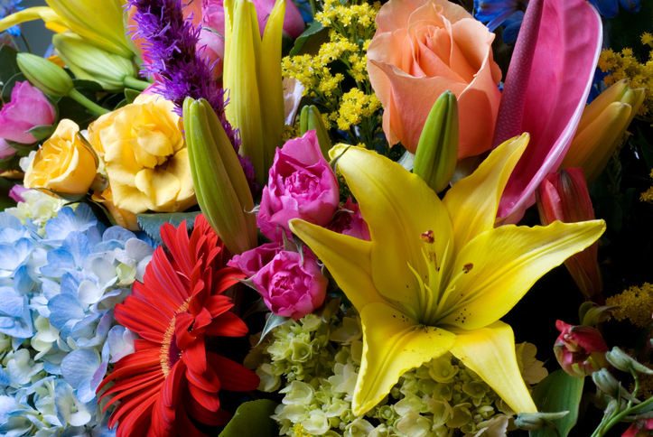 yellow, red, pink and orange flowers in closeup