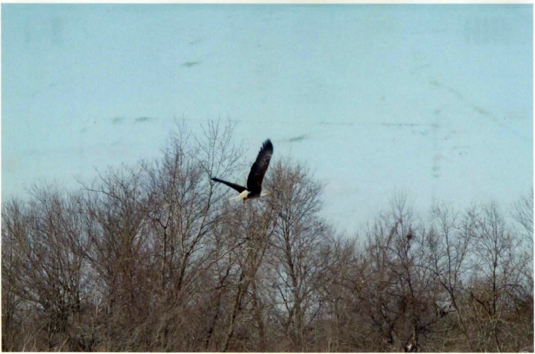 Bald eagle flies over trees in winter
