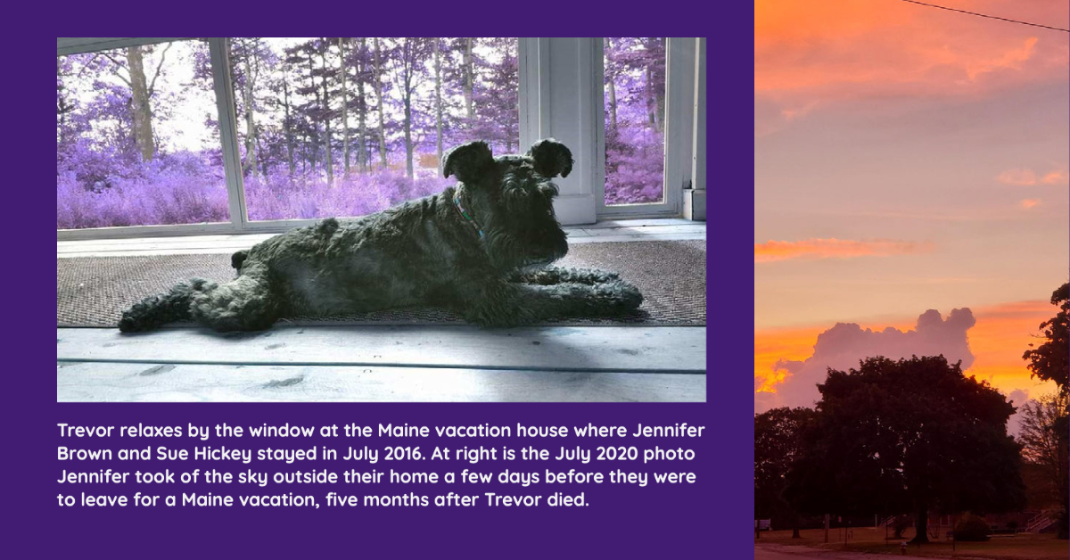 Black schnauzer lies in window on left and purple clouds back a dark silhouette tree on right.