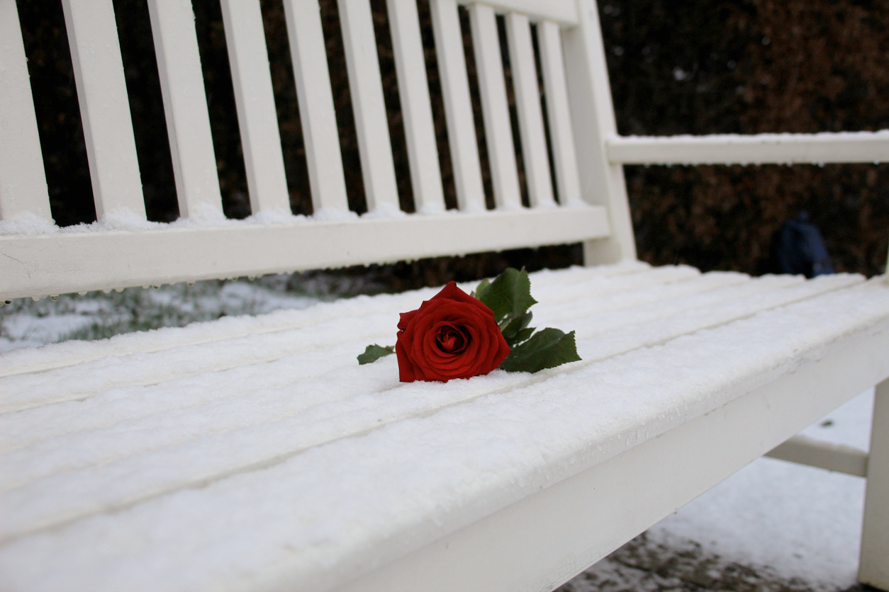 Beautiful rose left on the winter bench. Somebody left the simbol of love