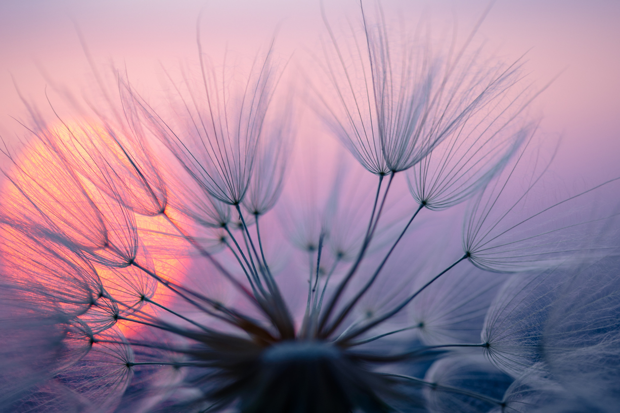 Dandelion seed at sunset, a symbol of caregiver stress relief