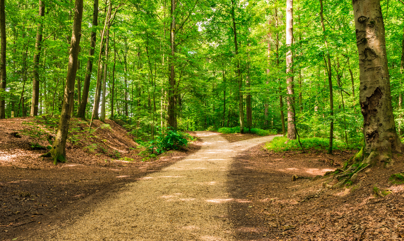 Forked roads right and left in green forest