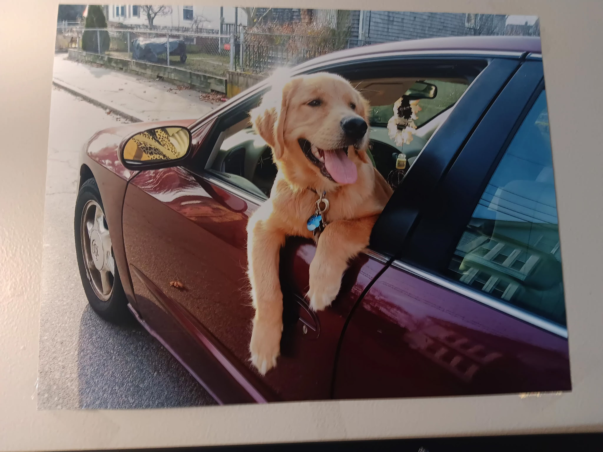 Golden retriever hanging out of a car door