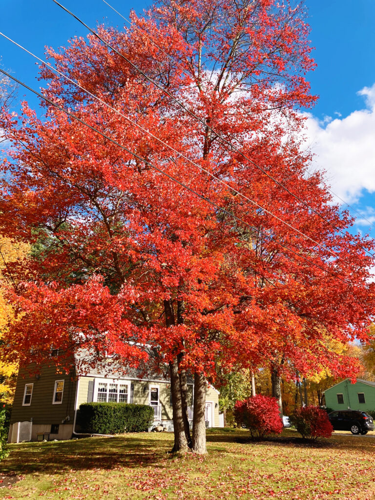 Bright red tree in front of a home during autumn