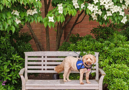 June 6 2026 Bean at hospice IPU R00000535 Dog standing on a bench in front of a blooming tree