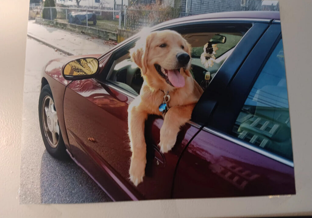 Golden retriever hanging out of a car door