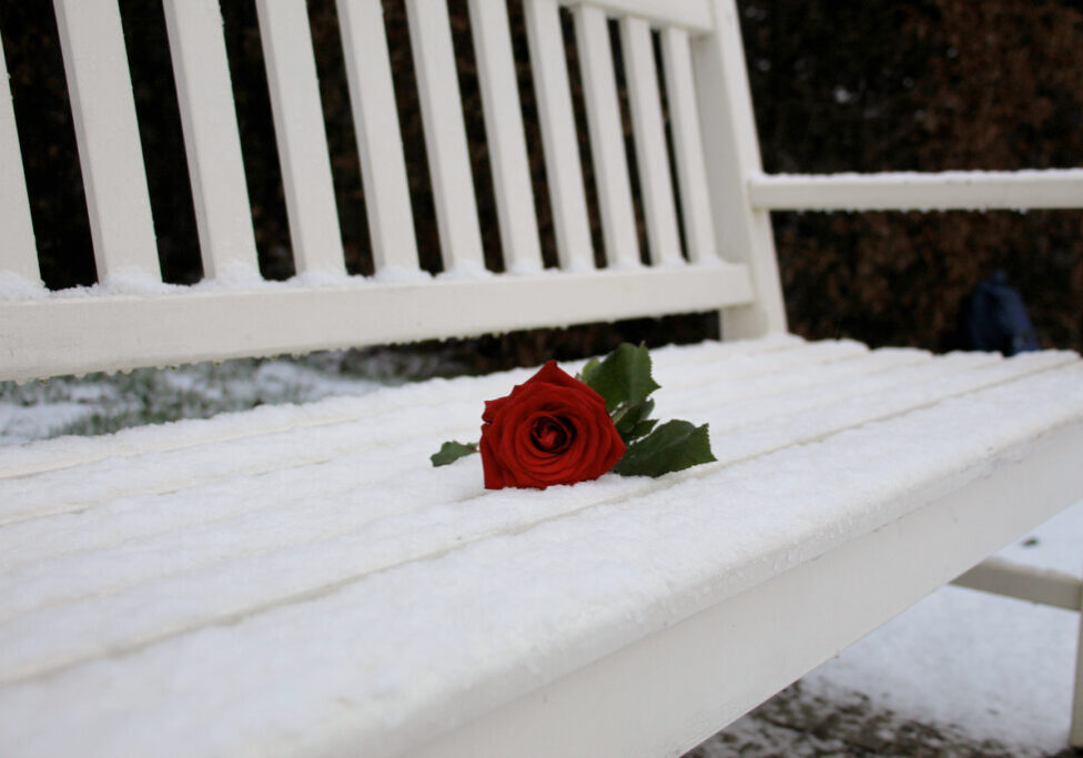 Beautiful rose left on the winter bench. Somebody left the simbol of love