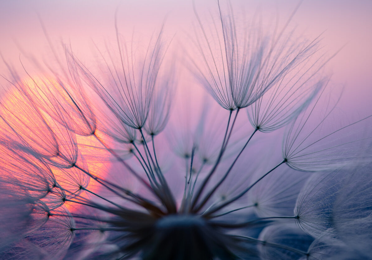 Dandelion seed at sunset, a symbol of caregiver stress relief