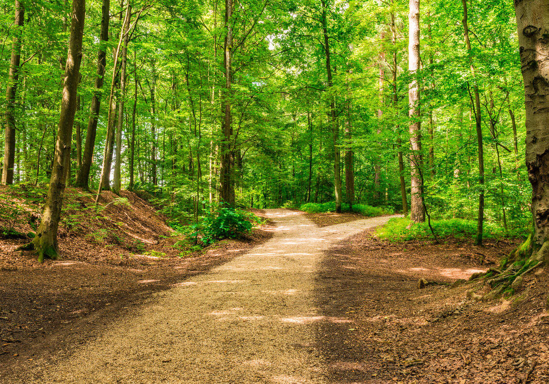 Forked roads right and left in green forest