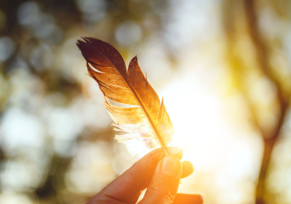 Feather and sunset Feather and sunset